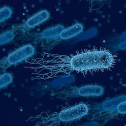 Unit 3 Notes - The Organism